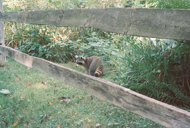 Picture shows Higgins turning to look at camera through split log fence.