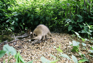 Picture shows raccoon sitting on stones in forest clearing.