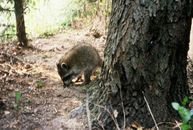 Picture shows small raccoon sniffing trail under trees alongside house.