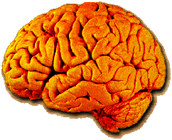 Brain